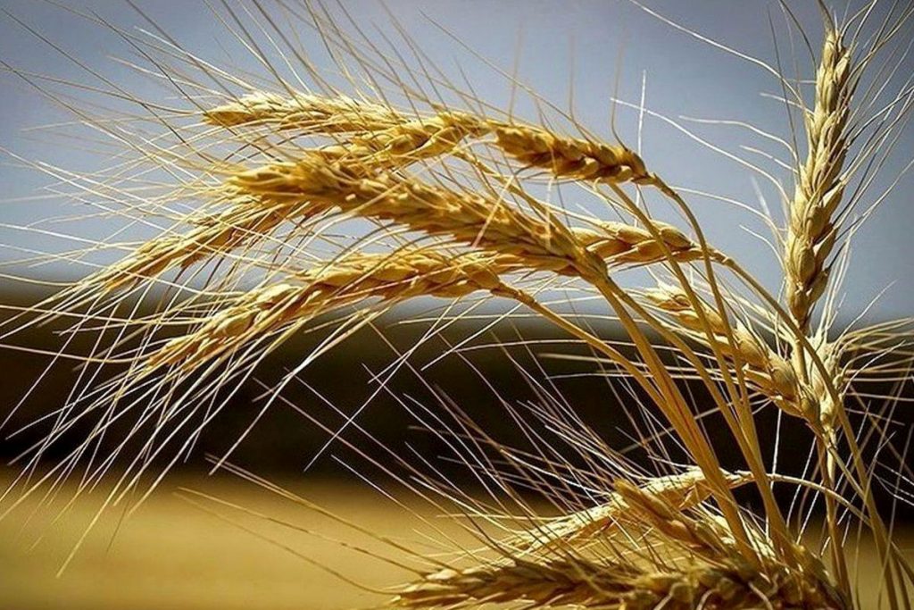 دلیل تاخیر واریز پول گندم کاران